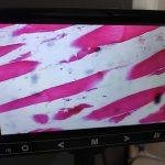 screenIsON