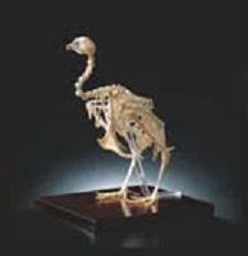chicken2778l(2).JPG