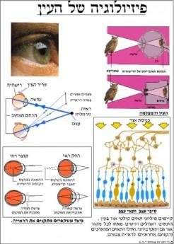 eye(1).jpg