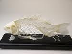 fish(1).jpg