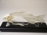 fish(1).jpg