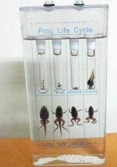 frog.jpg