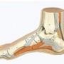leg(1).jpg