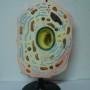 p.jpg